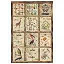 Rice-Paper-A4-MIXED-4-Pkg-Cabinet-of-curiosites (1).webp