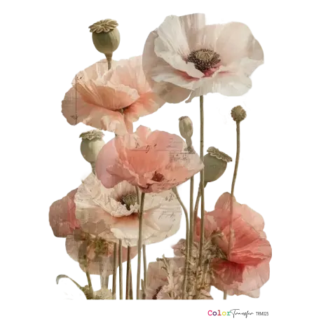 [TRM025] TRANSFER AMAPOLAS 21X27